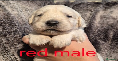 Golden Retriever dogs - Advert 1
