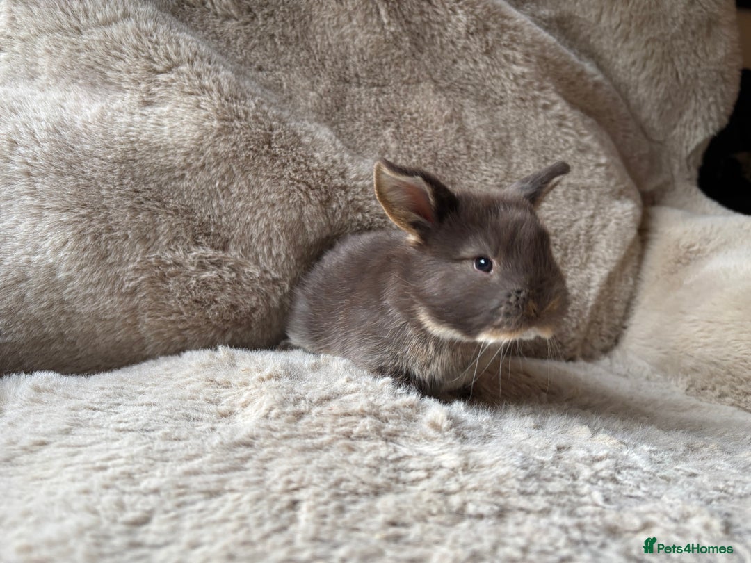 French Lop rabbits for sale: 4 beautiful French lops  - Advert 4