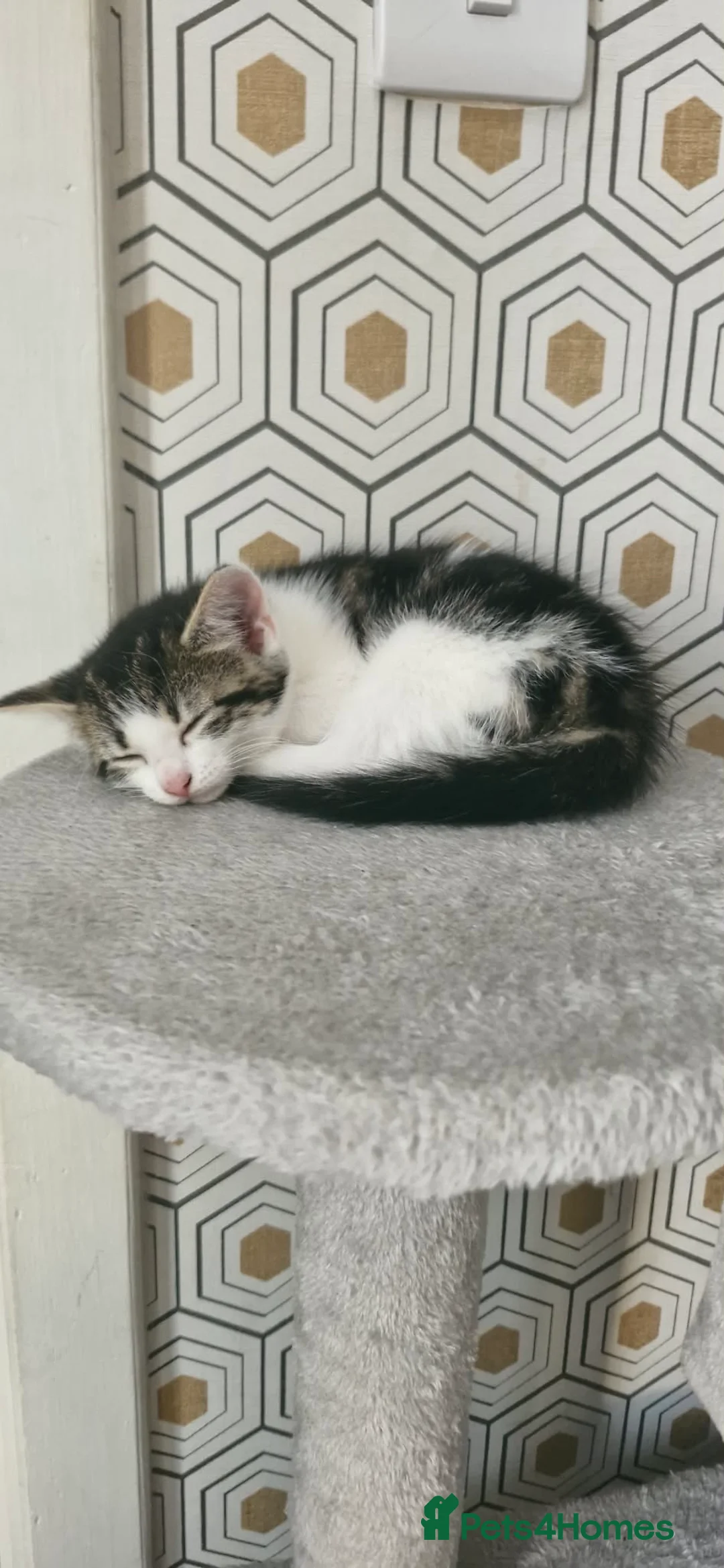Mixed Breed cats for sale: Kittens, ready to go soon in Torquay - Advert 2