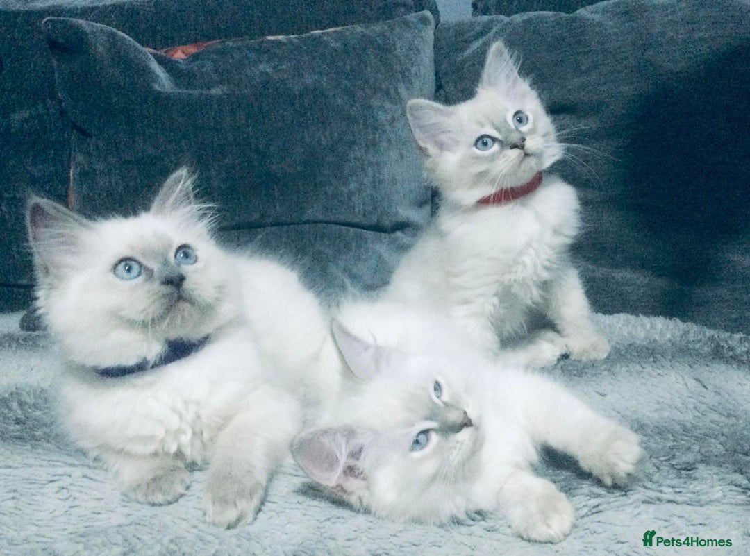 Ragdoll cats for sale: Ragdoll kittens girls - Advert 7