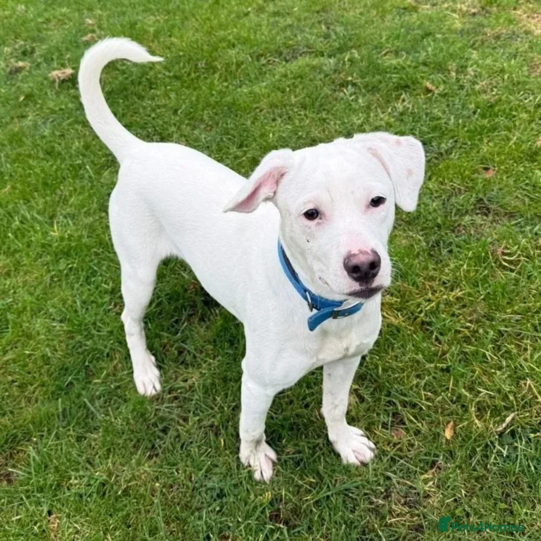 Mixed Breed dogs for adoption: Aspen (white beagle mix) - Advert 4