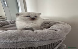 Scottish Fold cats for sale: Adorable playful scottish fold kittens  - Image 24