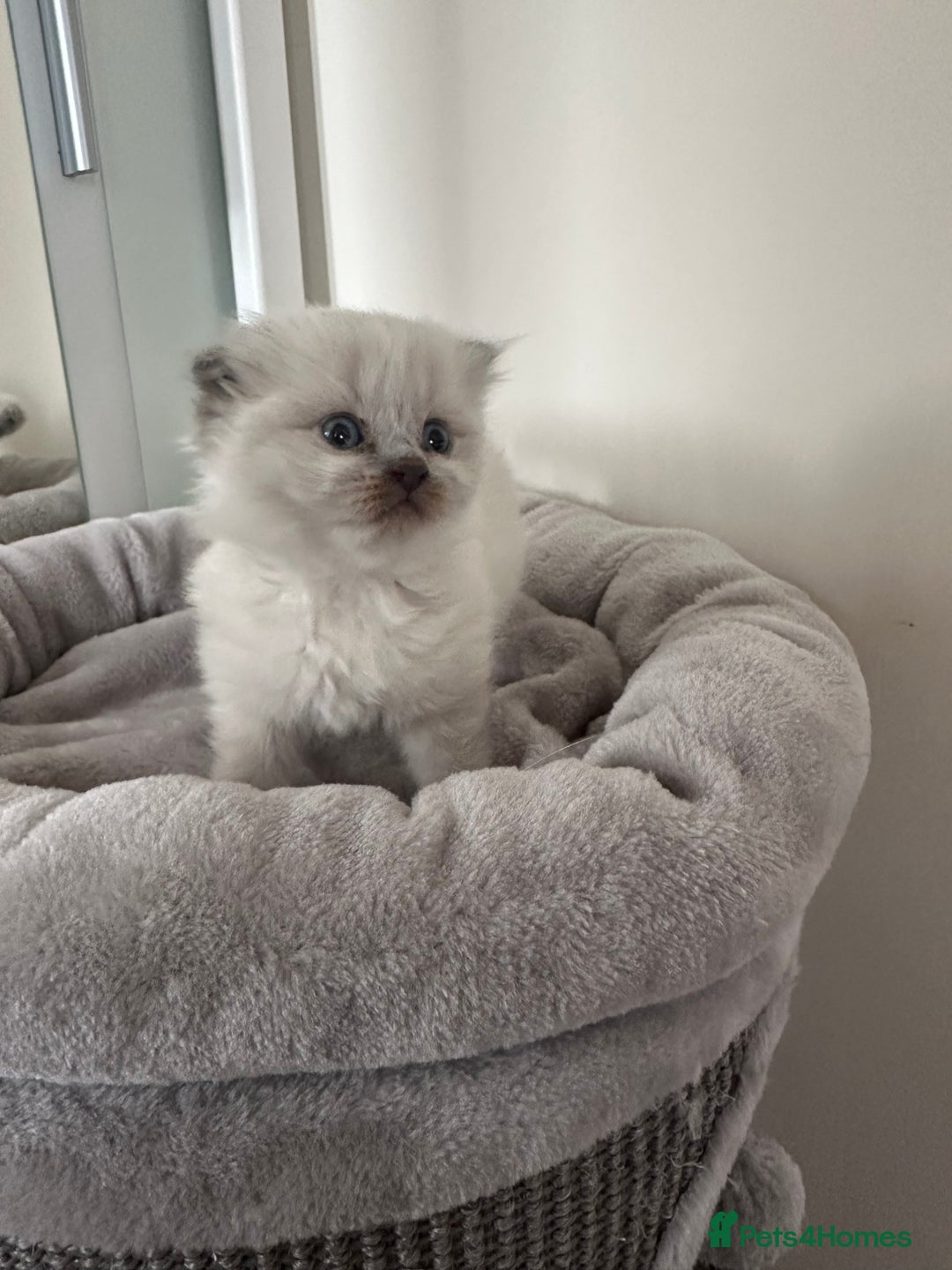 Scottish Fold cats for sale: Adorable playful scottish fold kittens  - Image 24