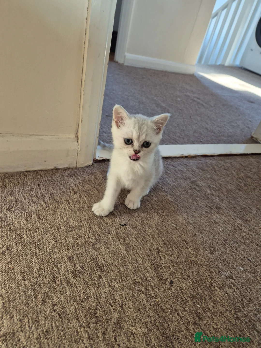 Scottish Fold cats for sale: A female cat is looking for a loving  family.  - Advert 6