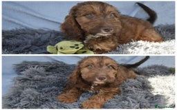 Cavapoo dogs for sale: F1b Cavapoo Puppies – DNA Tested in Rugby - Image 9