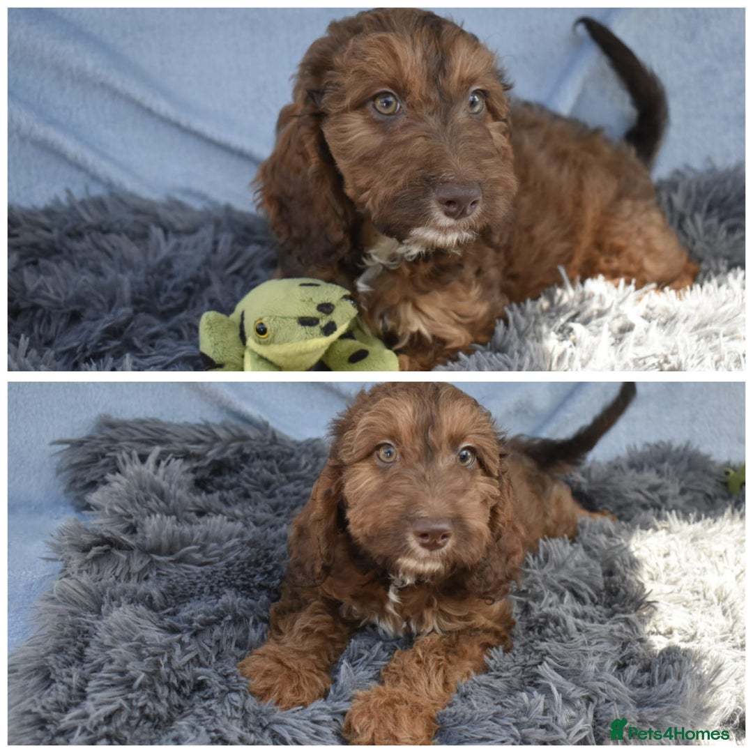 Cavapoo dogs for sale: F1b Cavapoo Puppies – DNA Tested in Rugby - Image 9