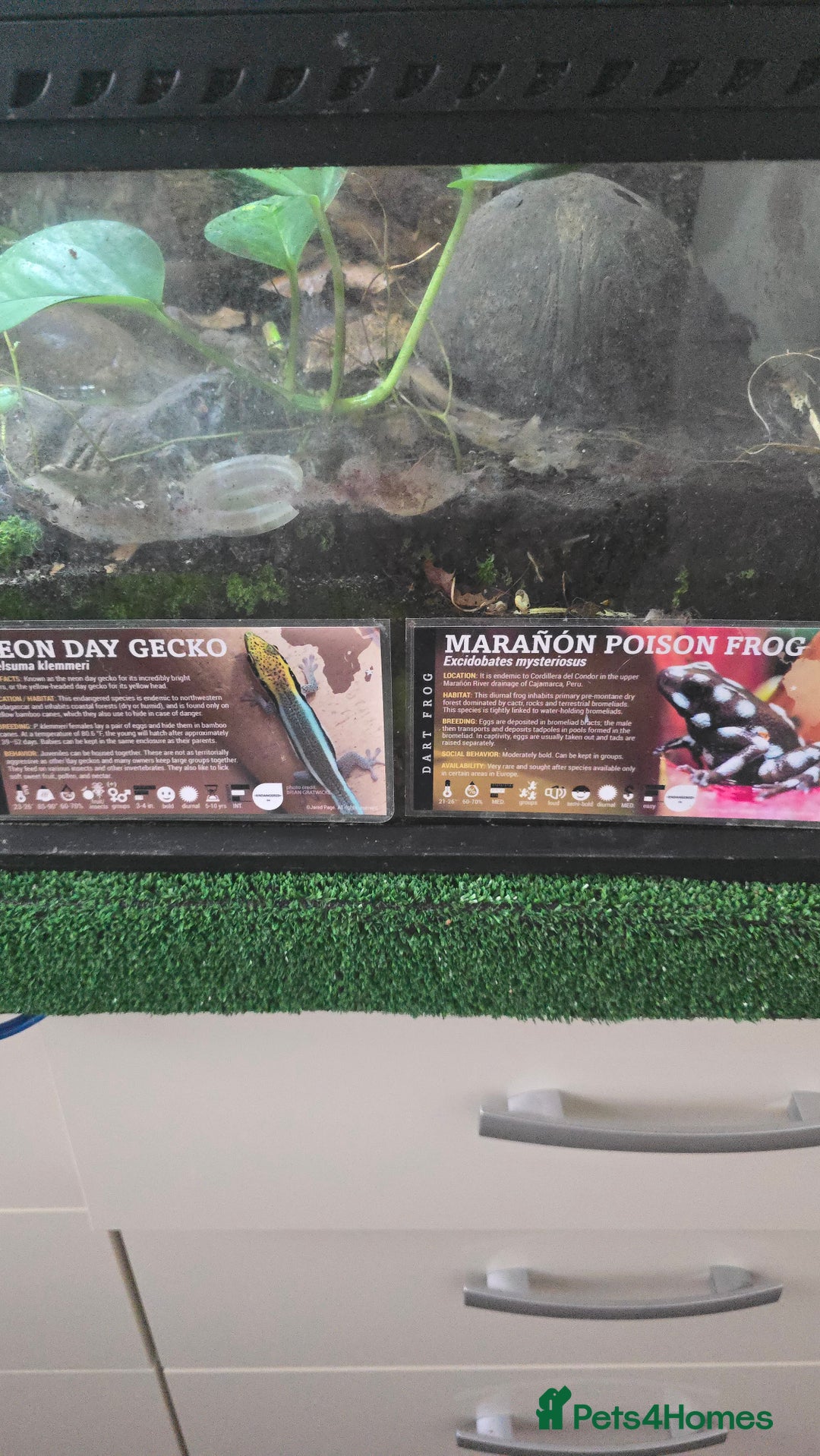 Gecko reptiles for sale: Viv job lot - Advert 2