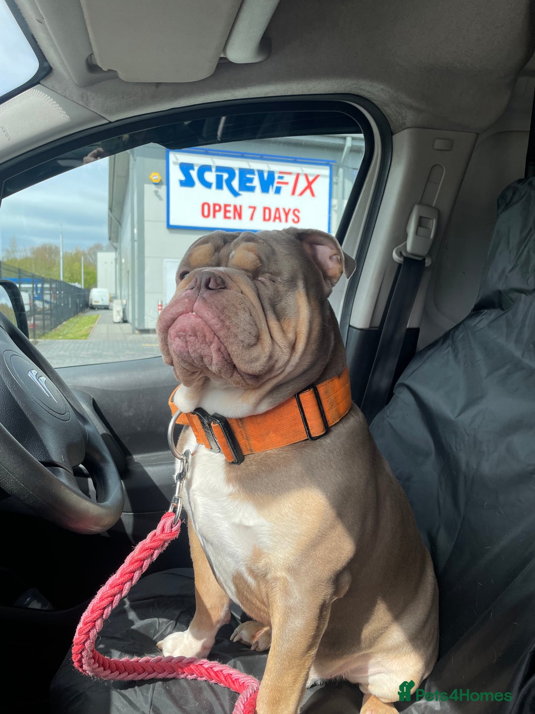 English Bulldog dogs for sale: Lilac & Tan English Bulldog 3 Yr Old MALE - Image 15