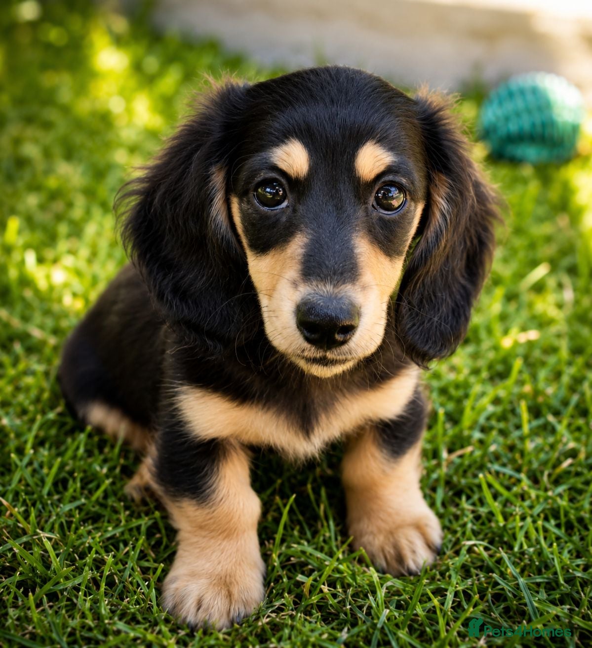 Miniature Dachshund dogs 🌟KC reg.Miniature LH Dachshund Puppies 🌟  - Advert 16