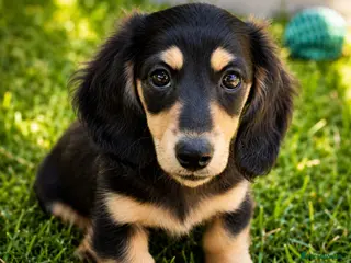 Miniature Dachshund dogs 🌟KC reg.Miniature LH Dachshund Puppies 🌟 - Advert 16