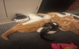 Mixed Breed cats for sale: Looking for forever home - Image 19