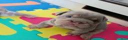 English Bulldog dogs for sale: 5 Generation 5 week old  chunky British  bulldogs  - Advert 11