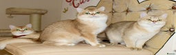 British Shorthair cats for stud: Golden British Shorthair Stud NY12 TICA Proven in London - Advert 5