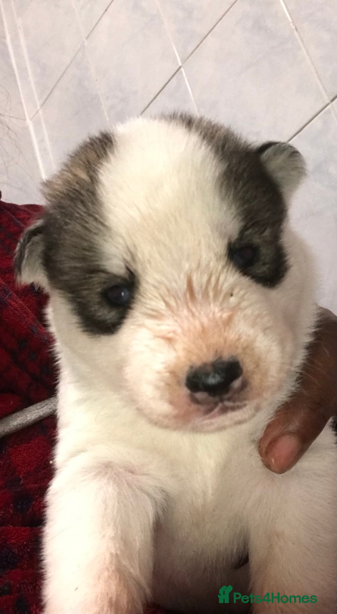 Siberian Husky dogs for sale: Magnificent Pure Siberia Husky Puppies  - Advert 19