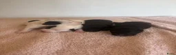 Patterjack dogs for sale: Patterjack puppies - Advert 4