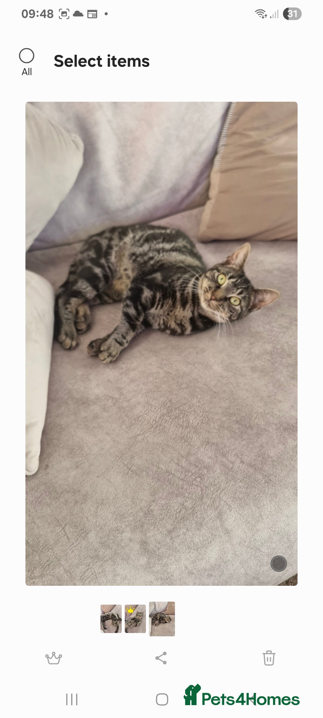 British Shorthair cats for sale: 2 loving cats in Scarborough - Image 5