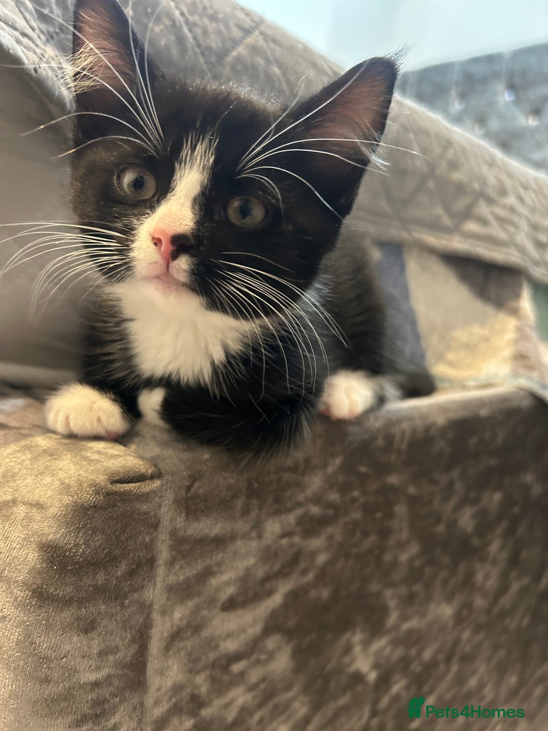 Mixed Breed cats for sale: Rare Bengal-Mix & Ginger Line Kittens  - Advert 15