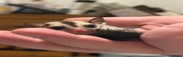 Sugar Glider rodents for sale: Male and female sugar gliders in Poulton-le-Fylde - Advert 4