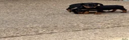 Miniature Dachshund dogs for sale: Miniature dachshunds - Advert 23