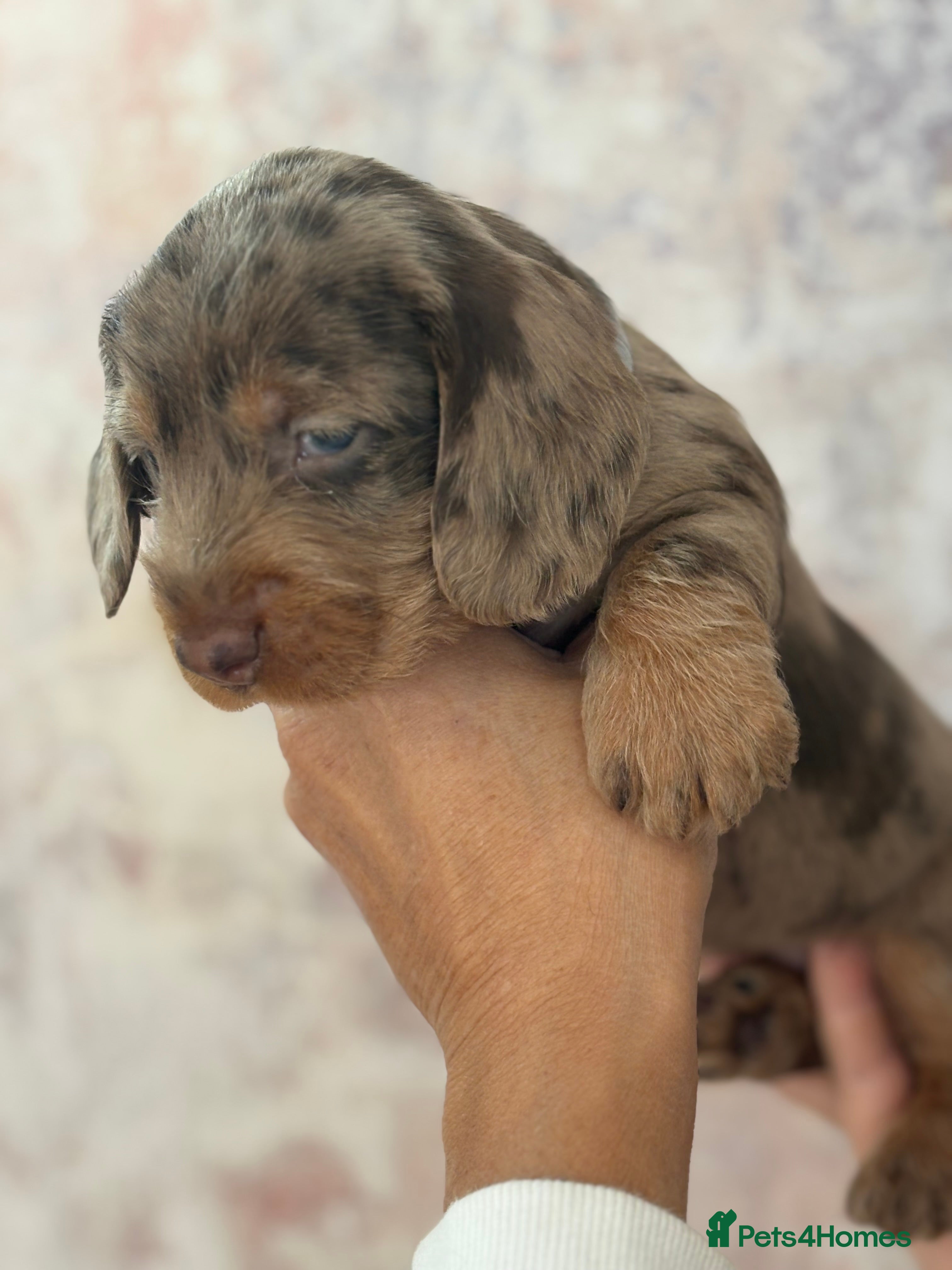 Dachshund dogs Standard Wire Haired Dachshund Puppies - Advert 2