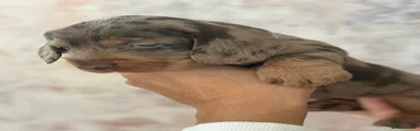Dachshund 5