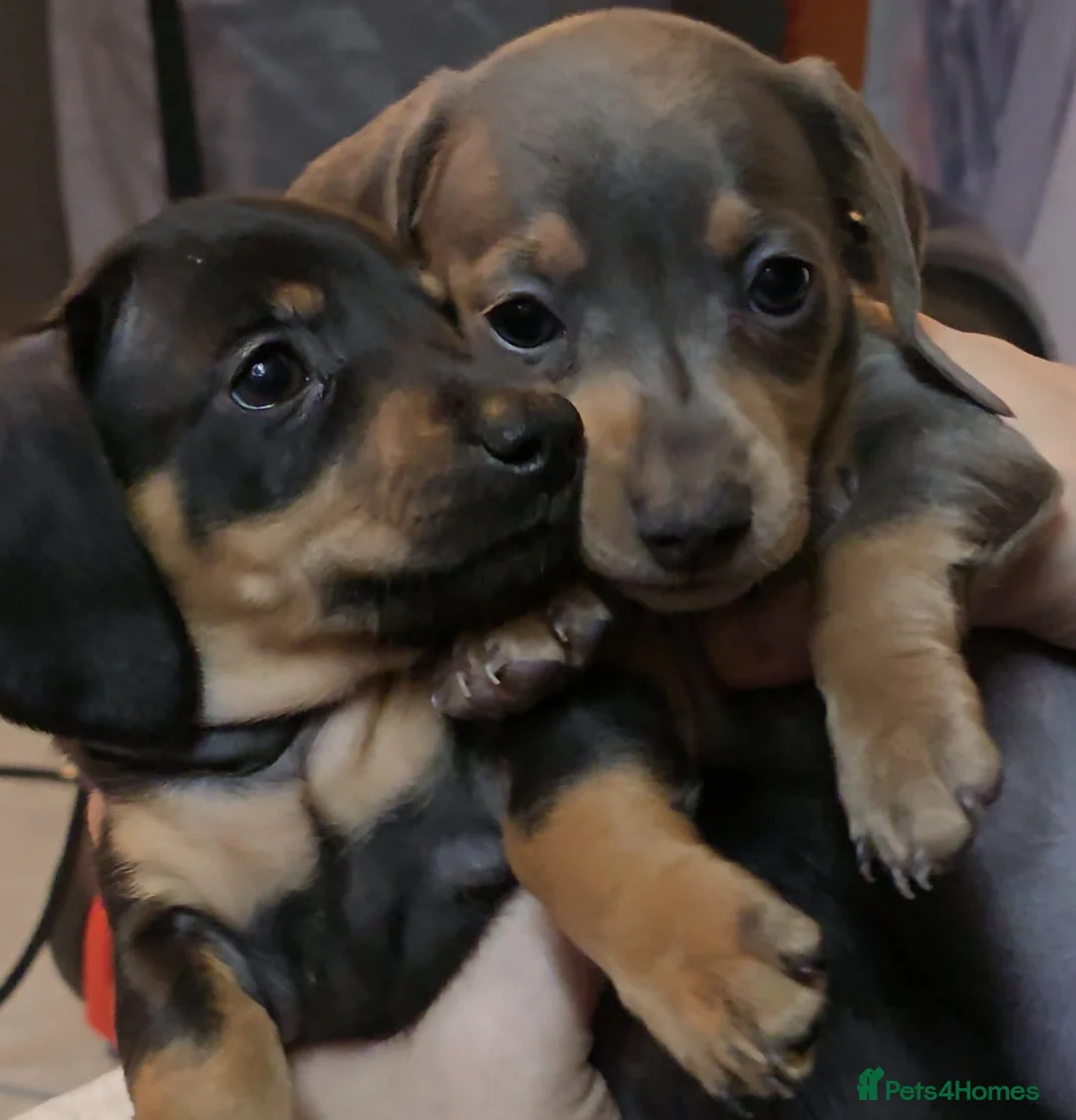 Dachshund dogs for sale: 2 beautiful dachshund  - Advert 9