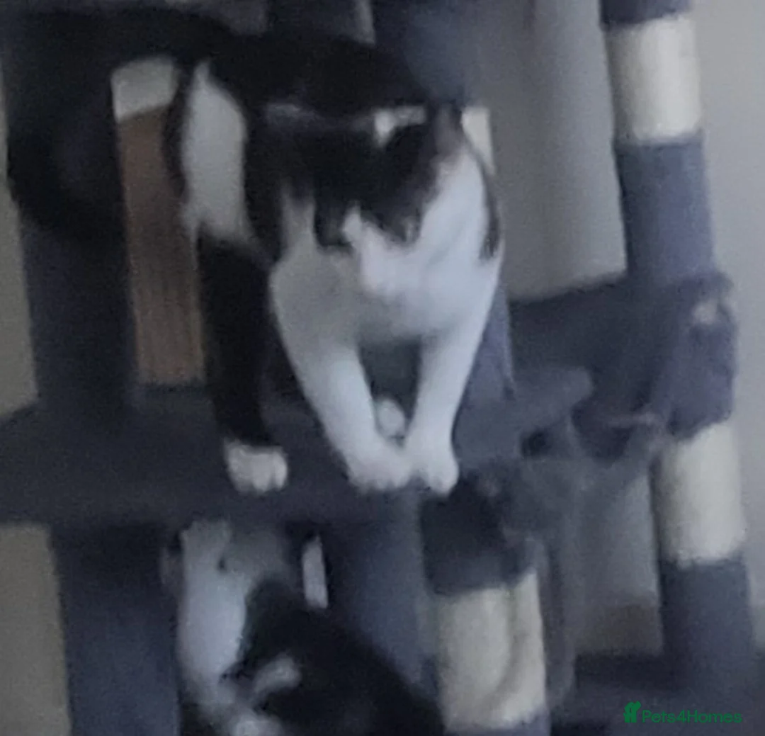 Mixed Breed cats for sale: Looking for forever home  in Birmingham - Advert 4