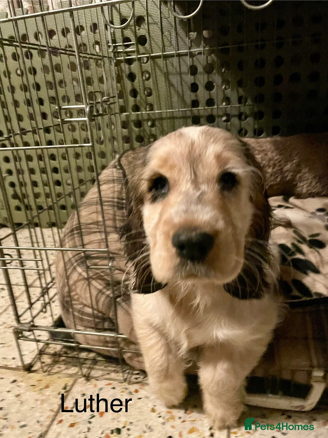 Cocker Spaniel dogs for sale: Gorgeous pair of pups remaining  - Advert 10