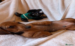 Miniature Dachshund dogs for sale: Ready to leave Miniature dachshunds cearphilly  - Image 21