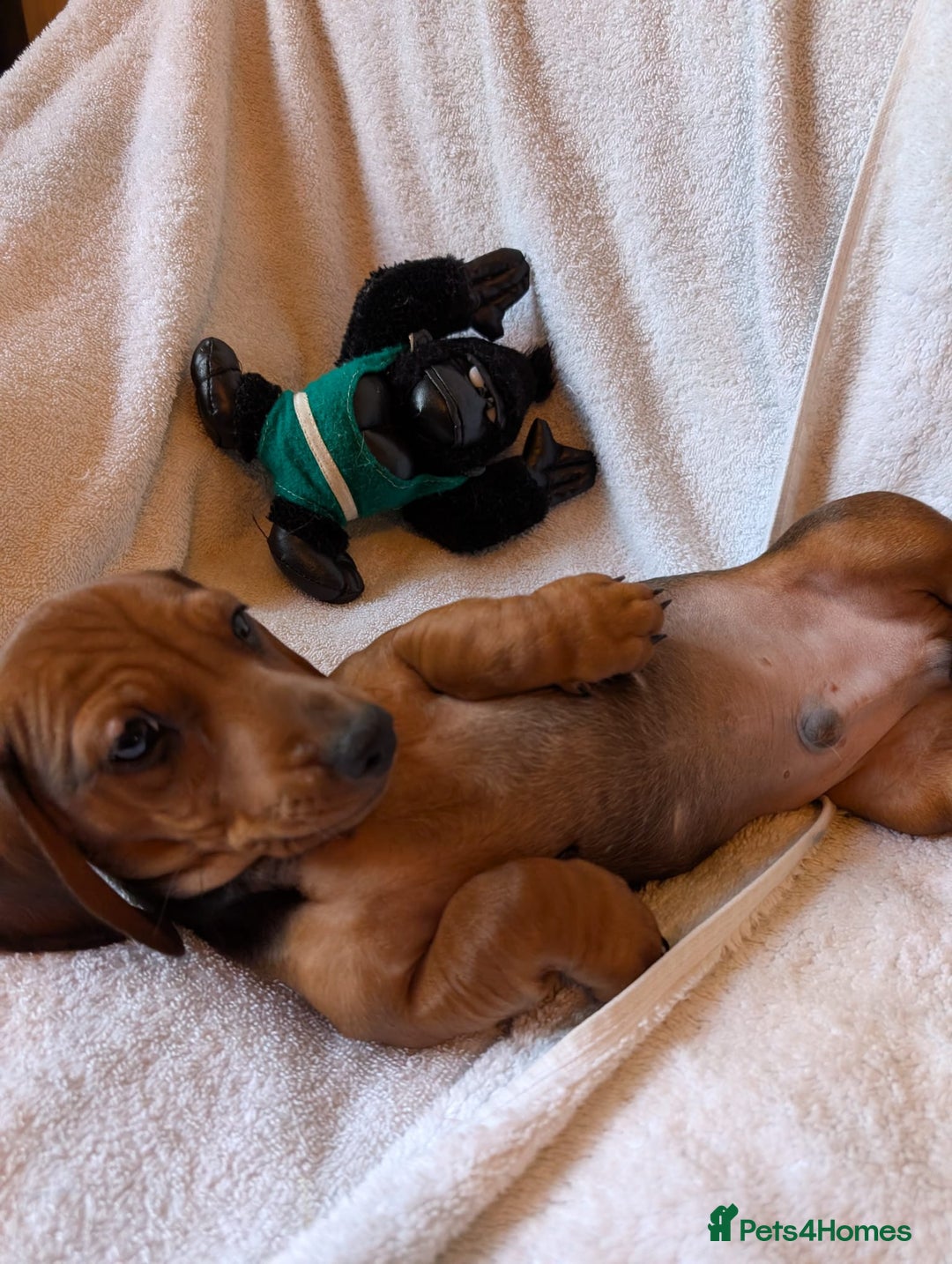 Miniature Dachshund dogs for sale: Ready to leave Miniature dachshunds cearphilly  - Image 21