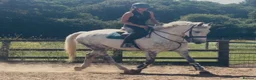 Irish Draught horses for sale: The ‘Hero’ We All Need  - Advert 8