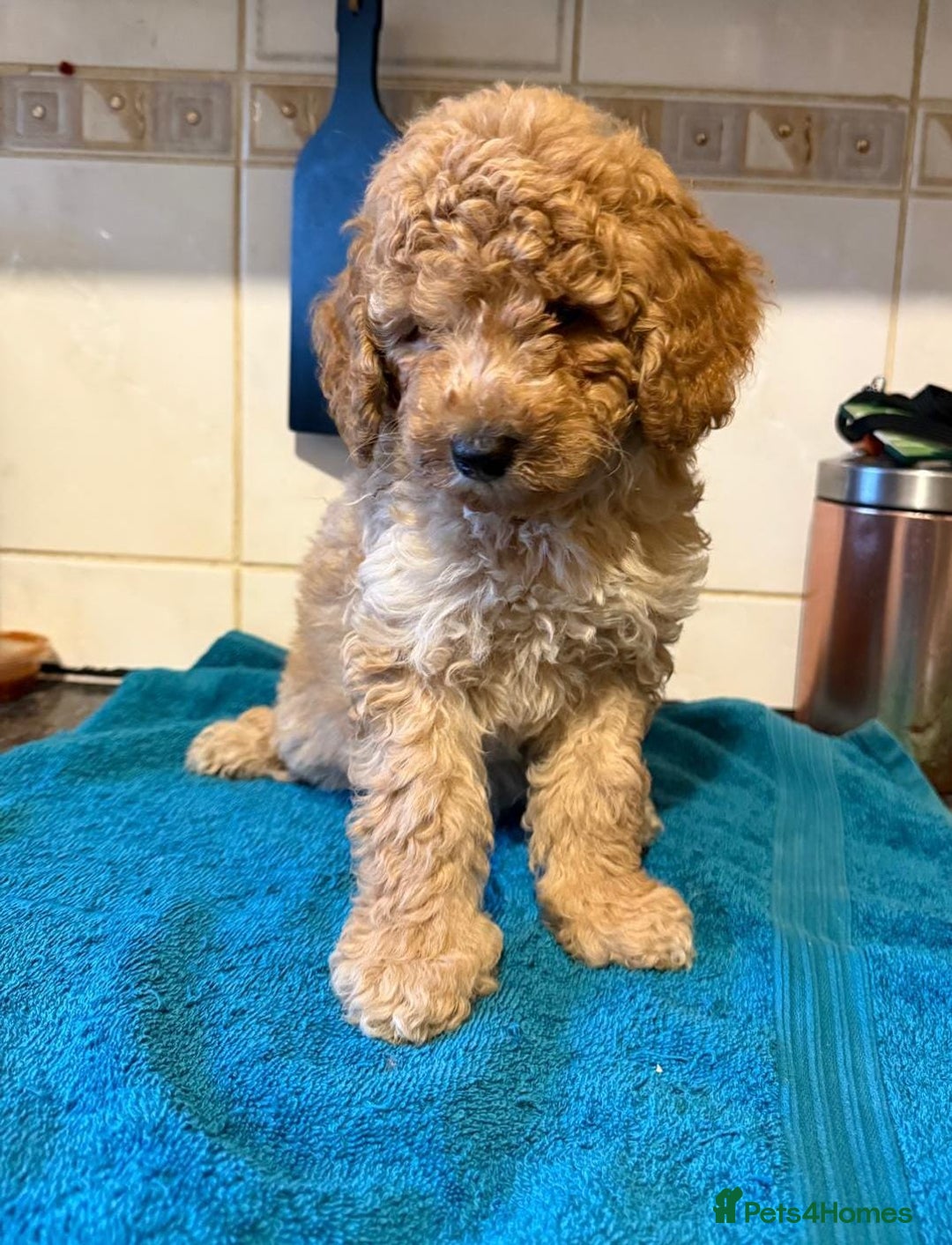 Miniature Poodle dogs for sale: Beautiful miniature poodle pups - Image 12
