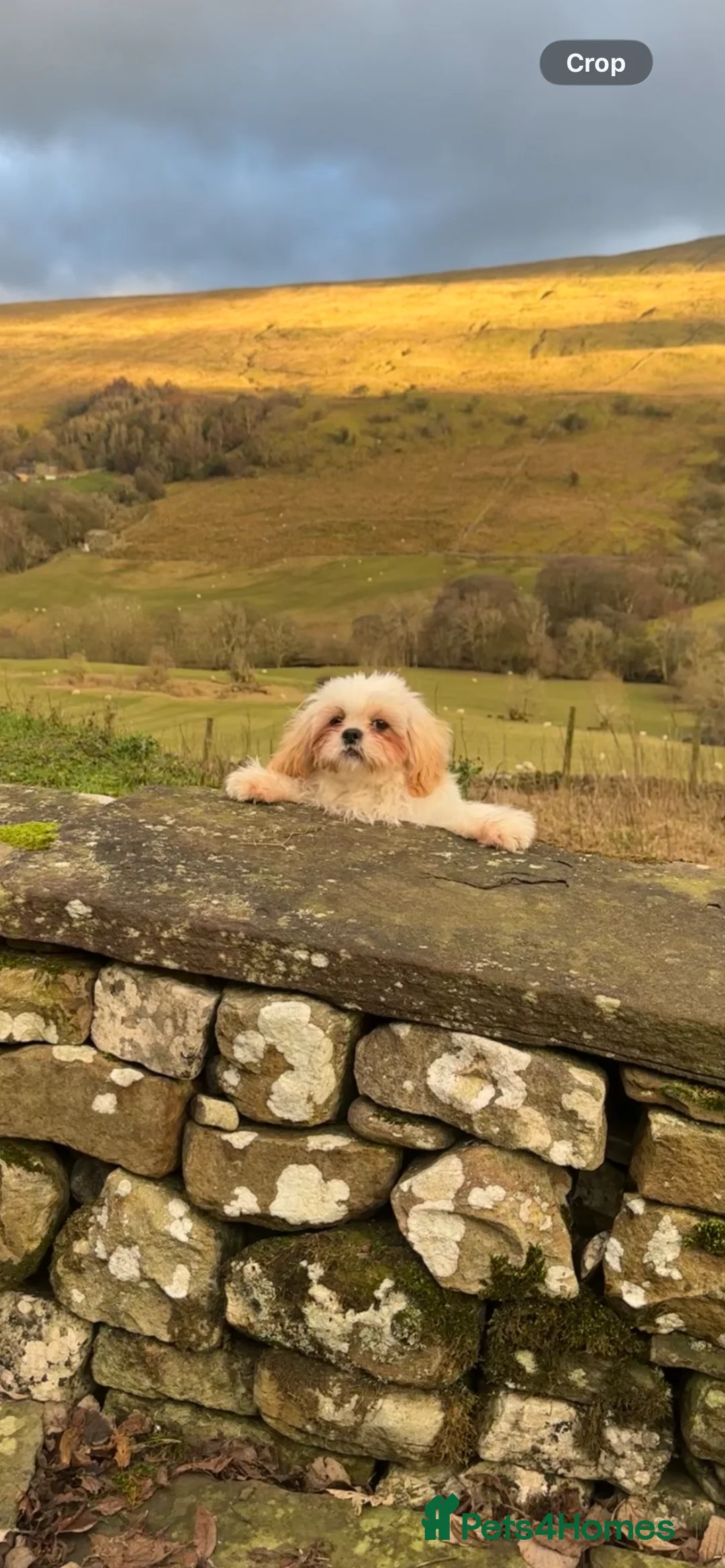 Malshi dogs for sale: Beautiful Malshi needs new home - Advert 1