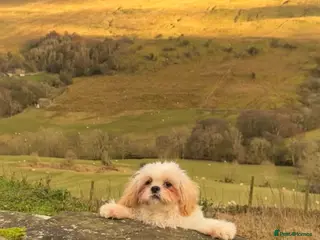 Malshi dogs Beautiful Malshi needs new home - Advert 1