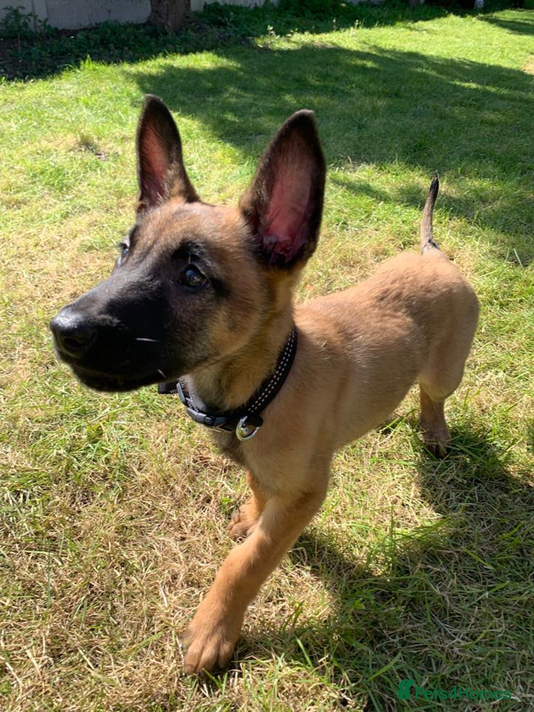 Belgian Shepherd Dog dogs for stud: Belgian Malinois Stud | KC & KNPV Lines  - Image 4