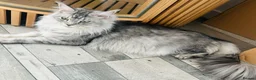 Maine Coon cats for sale: Maine Coon kittens - Advert 18