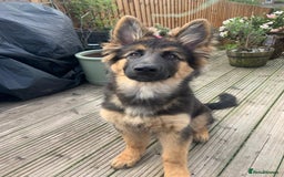 German Shepherd dogs for sale: German shepherd female  - Image 10
