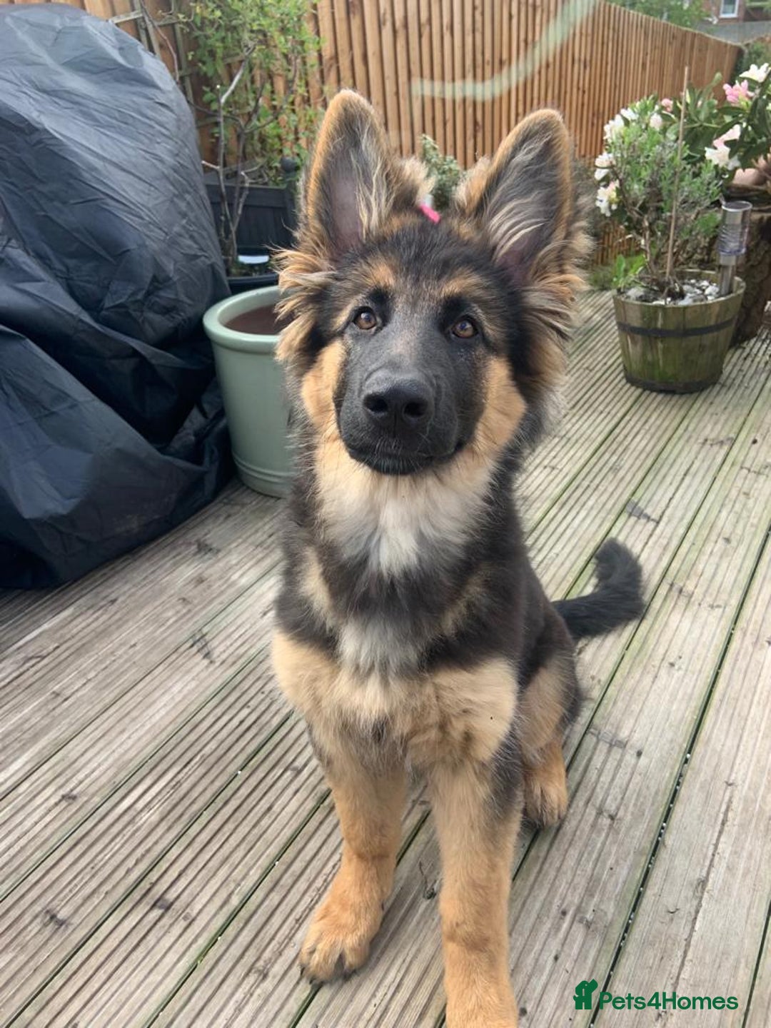 German Shepherd dogs for sale: German shepherd female  - Image 10