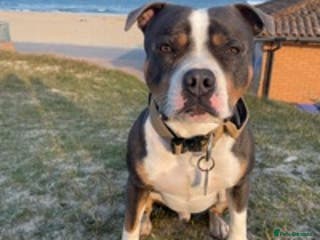 Staffordshire Bull Terrier dogs Tri blue PROVEN and only the best temperament in Swanage - Advert 3