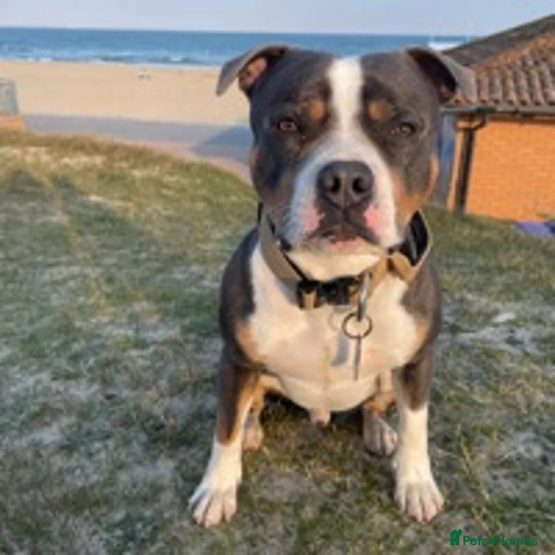 Staffordshire Bull Terrier dogs for stud: Tri blue PROVEN and only the best temperament in Swanage - Advert 1