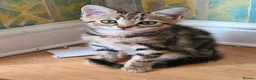Mixed Breed cats for sale: 4 cute but shy kitten looking for new home - Advert 3