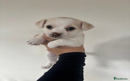 Chorkie dogs for sale: Beautiful chorkie boy.  - Image 1