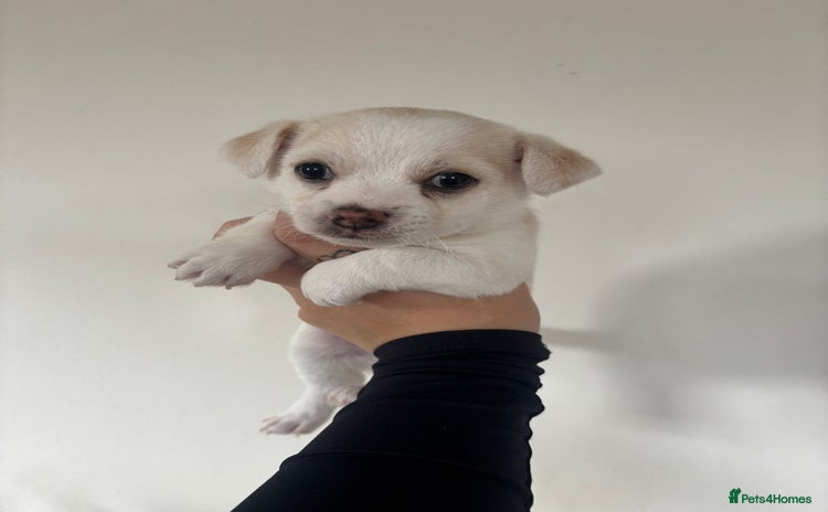 Chorkie dogs - Advert 12