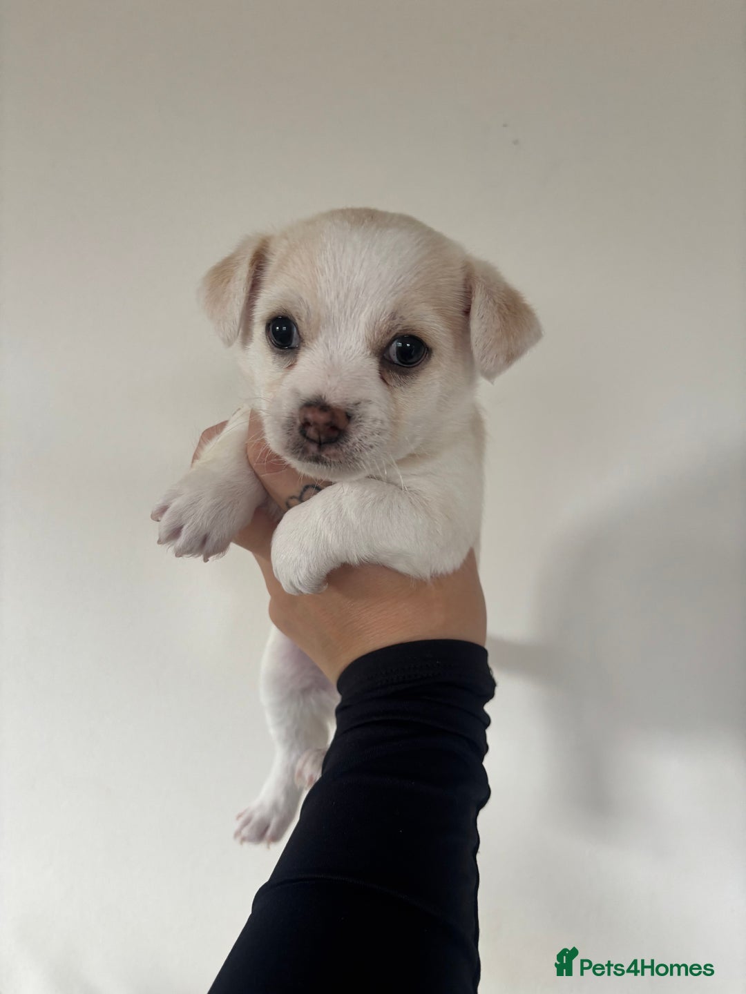 Chorkie dogs for sale: Beautiful chorkie boy.  - Image 1