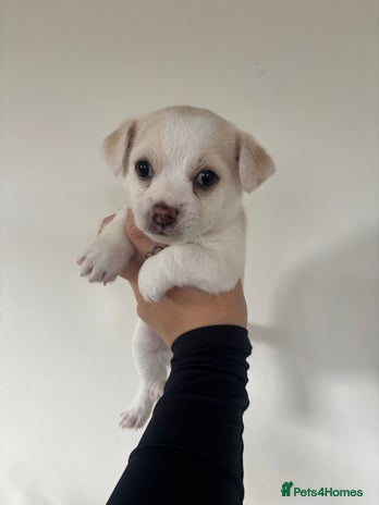 Chorkie dogs - Advert 4