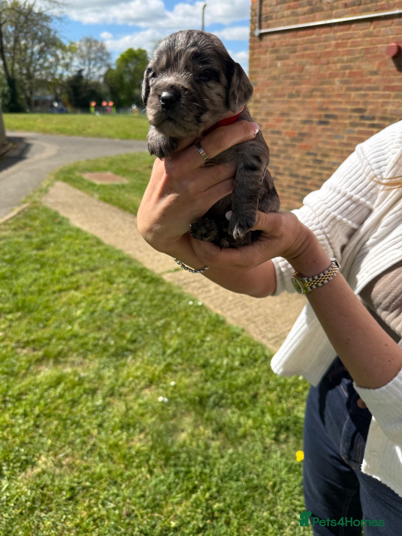 English Springer Spaniel dogs 8 beautiful spaniel puppies - Advert 2