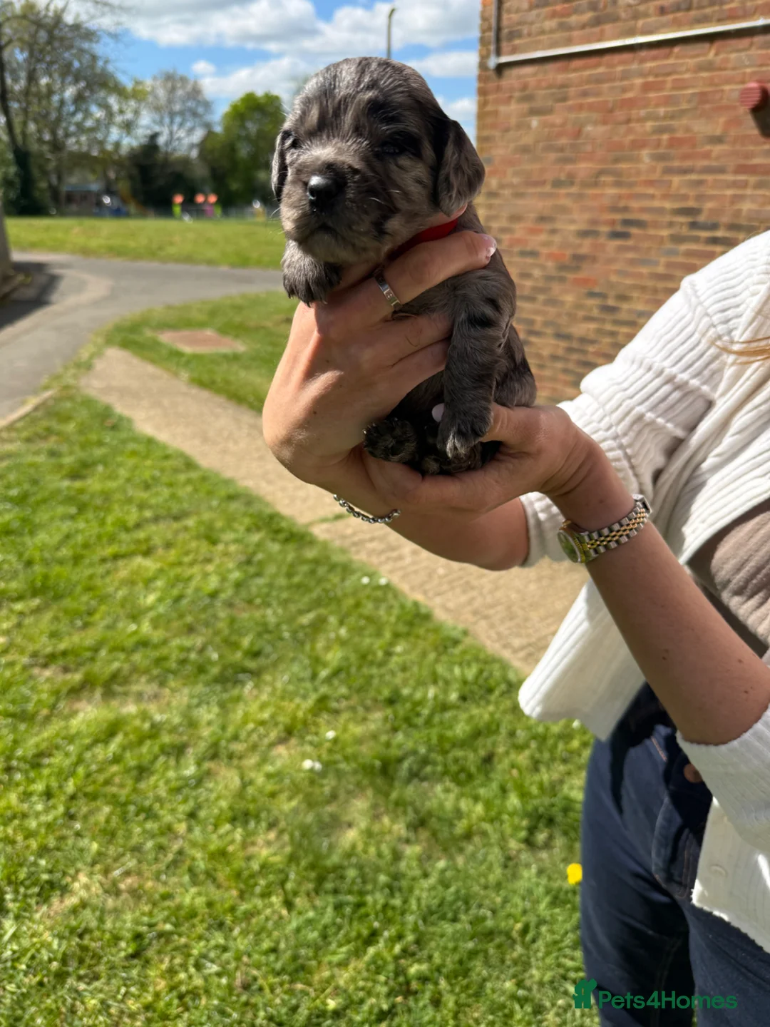 English Springer Spaniel dogs for sale: 8 beautiful spaniel puppies - Advert 2