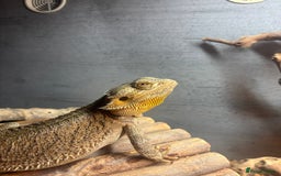 Bearded Dragon reptiles for sale: 5ft viv with 2 year old male dragon - Image 3