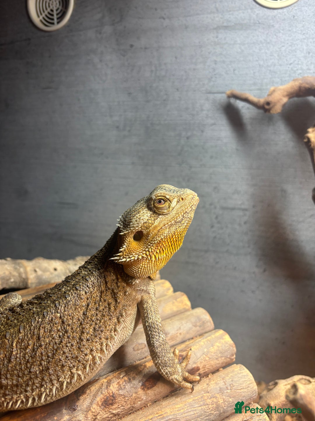 Bearded Dragon reptiles for sale: 5ft viv with 2 year old male dragon - Image 3
