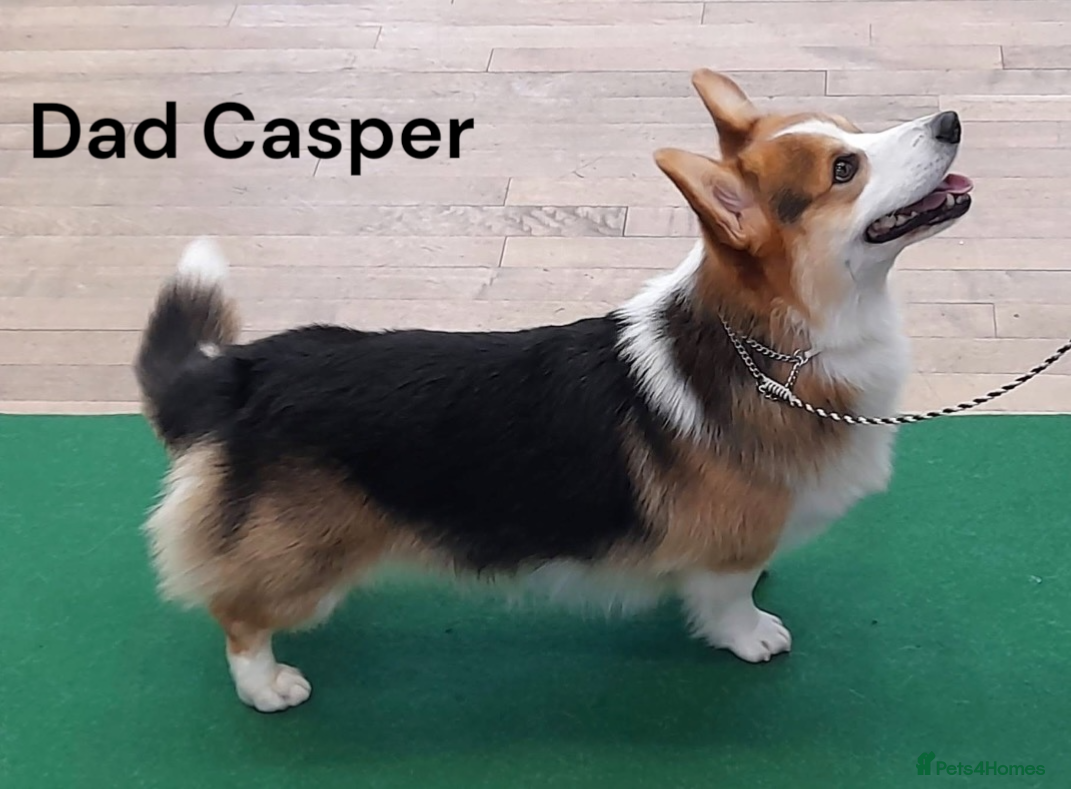 Welsh Corgi Pembroke dogs Beautiful Pembrokeshire corgi pups READY NOW! - Advert 2